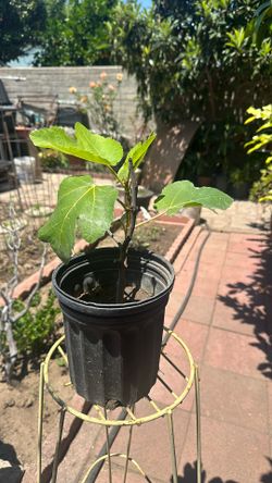 10 Inches Grafted Purple Fig Tree Plant
