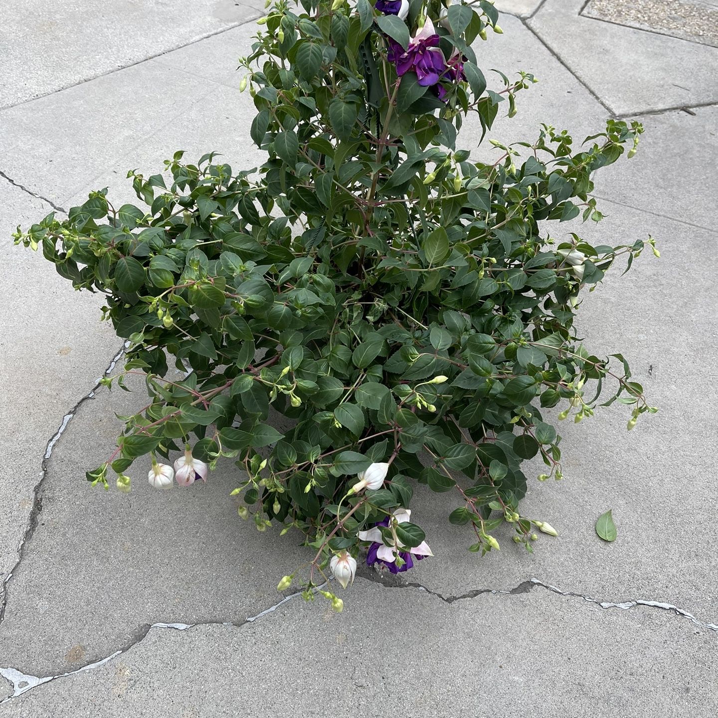 10” Huge Fucshia Plant Giant Deep Purple (big And Double Flower)