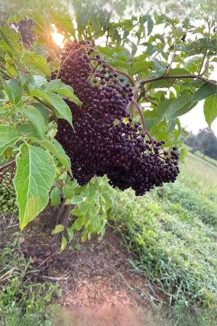 Elderberry Berries