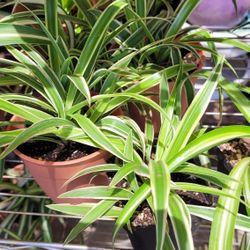 Different Varieties SPIDER PLANTS 