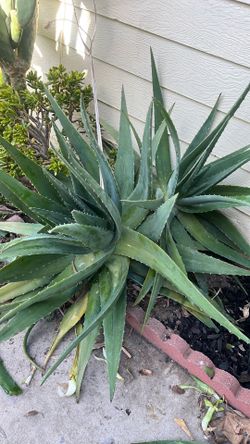 Aloe Vera plants