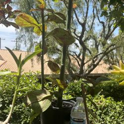 Africa Milk Bush 