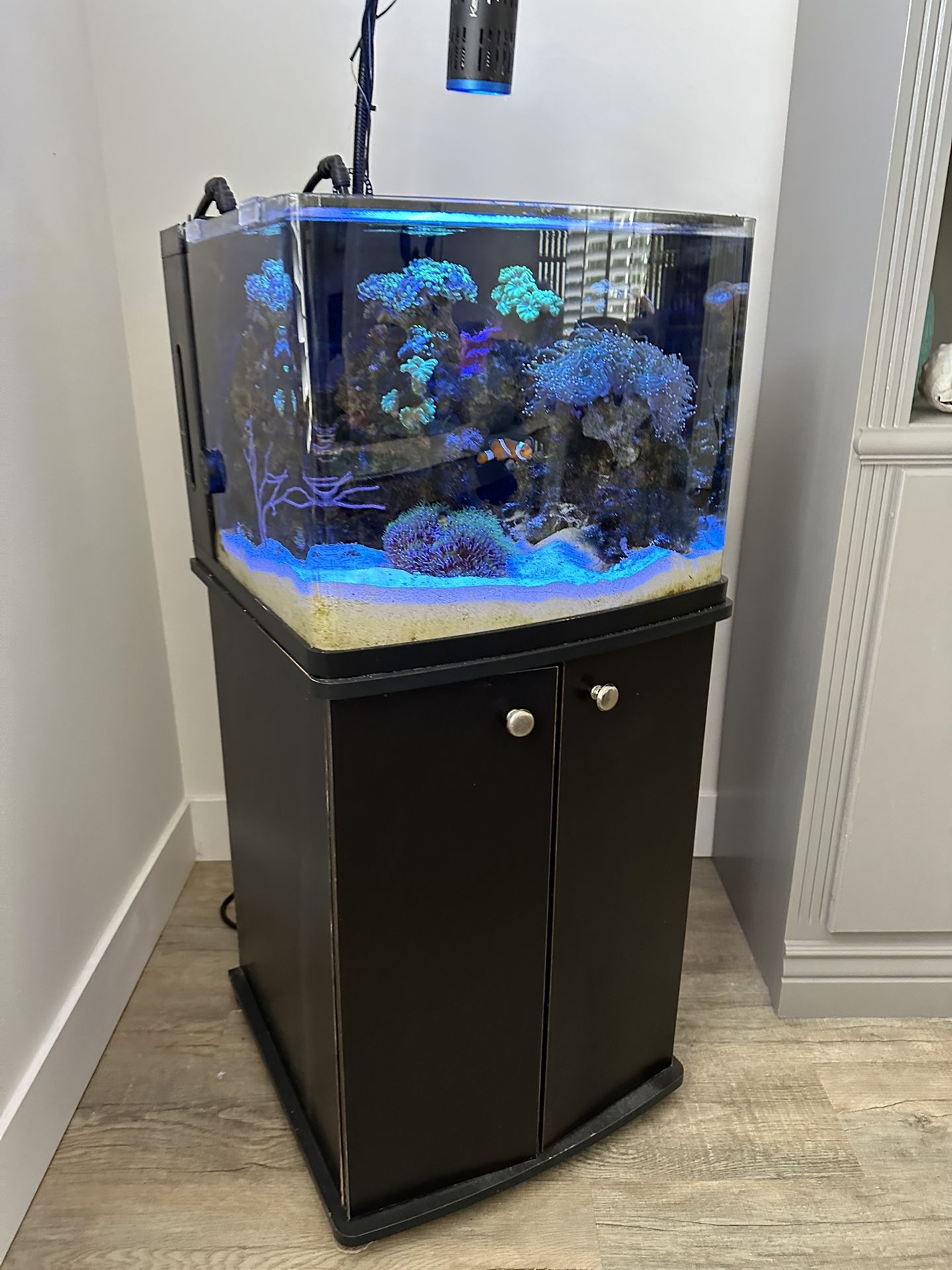 BioCube 29 Aquarium- Great Condition