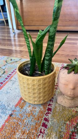 Plant