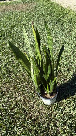 Snake Plant in Pot
