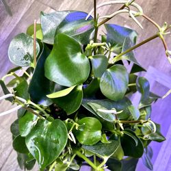 Big And Full 8” Pot Owl Eye Peperomia Plant With Flower