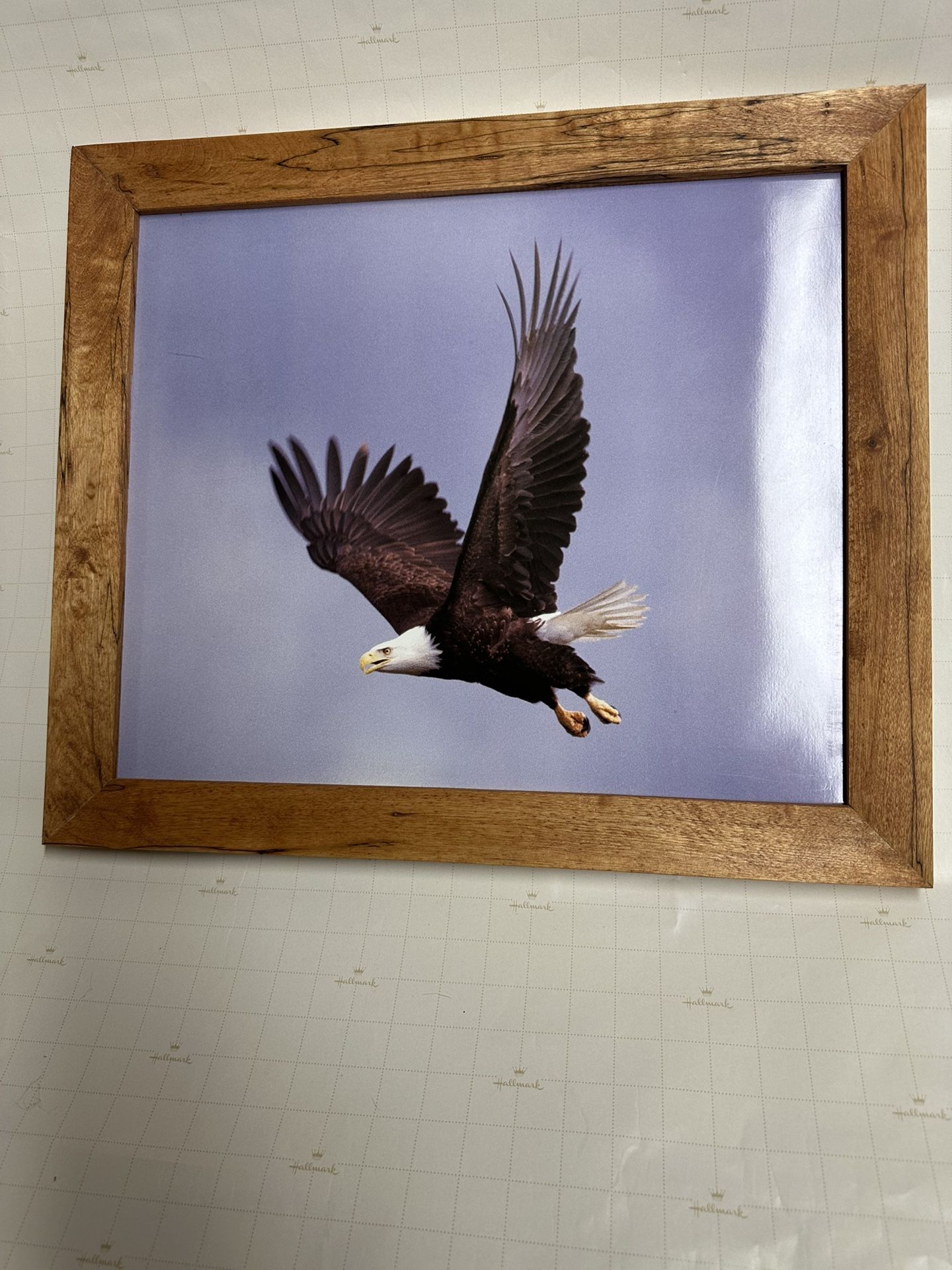 Framed Eagle Photograph