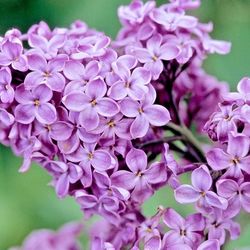 Purple Lilac Cuttings 