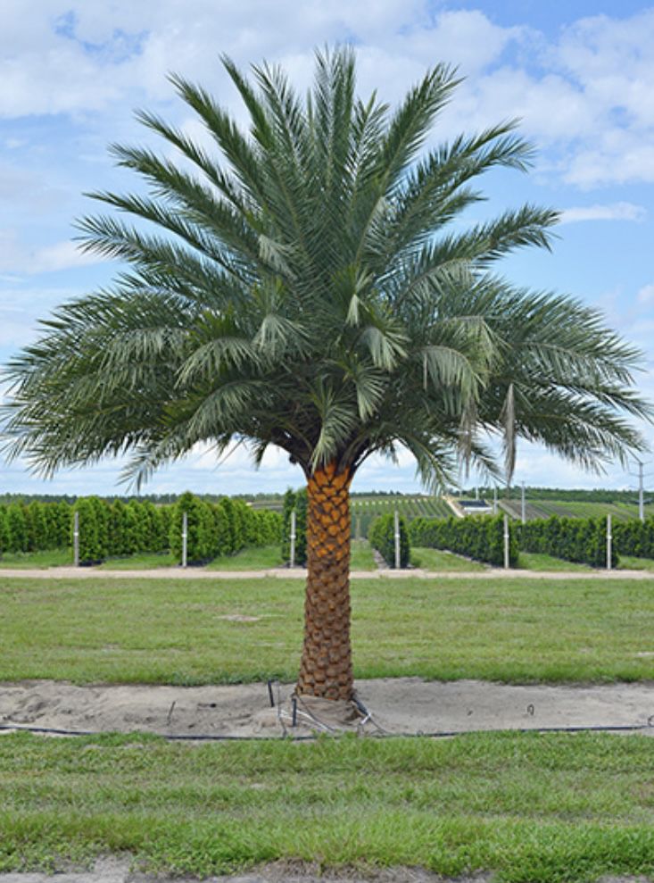 LARGE Sylvester Palms Palm Trees For Sale