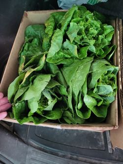 Local Lettuce- Why Buy Mexico ?