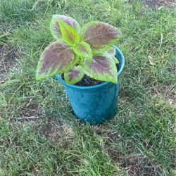 Rainbow Mix Coleus Plants 