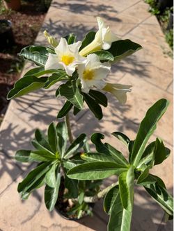 Rosa del Desierto