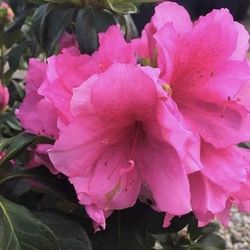 Azalea Shrub
