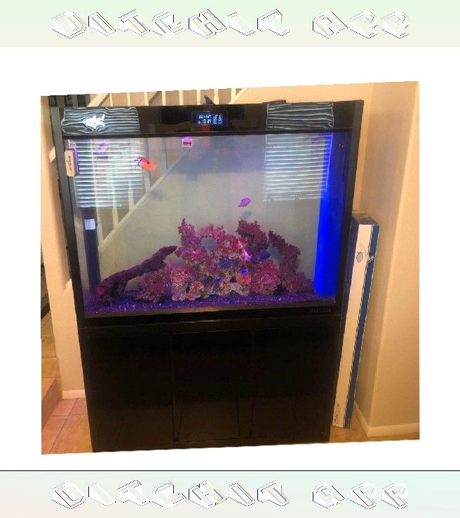 nor often Full Aquarium Tank - Spacious & Eye-Catching