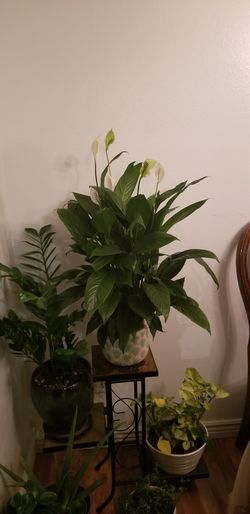 White Premium Sympathy Peace Lily - Indoor Plants House