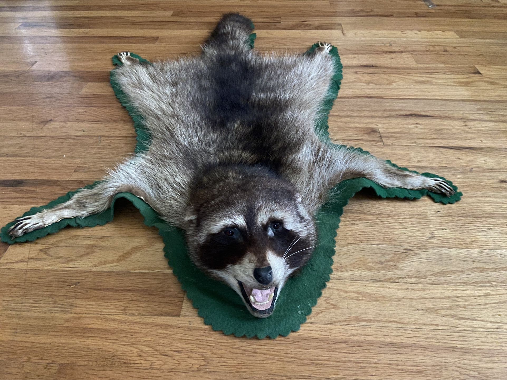 Taxidermy Raccoon Rug