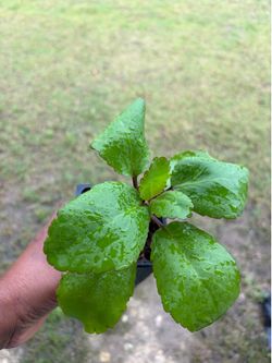 Medicinal kalanchoe/ Ranakalli/Ranaa/ Miracle leaf