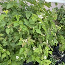 BlackBerry Vine In15 Gallons Pot