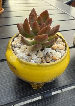 Succulents In Ceramic Pot