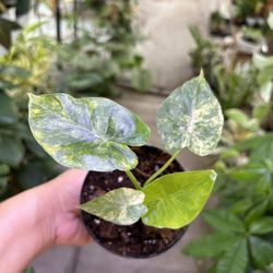 4” Variegated Alocasia Gageana 