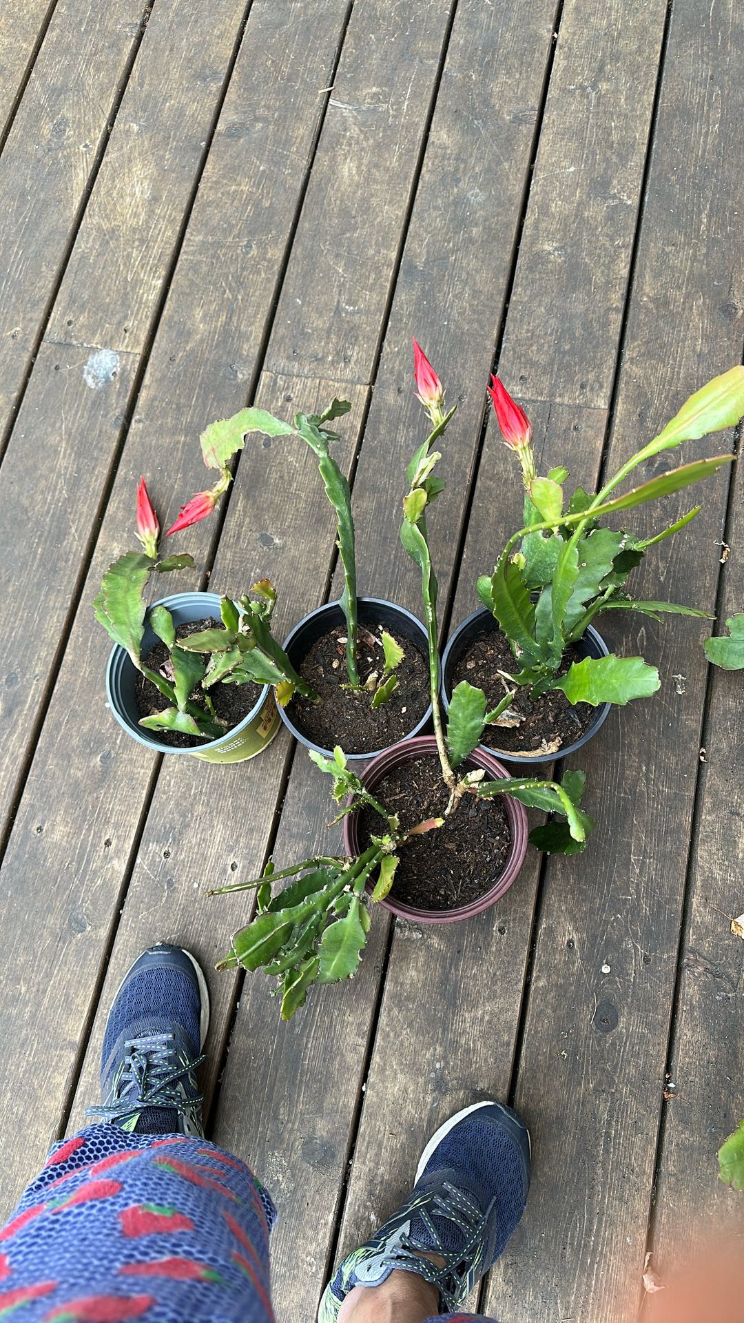 ORCHID CACTUS