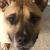 Odie 