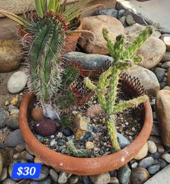 Cactus Garden In Terra Cotta Planter