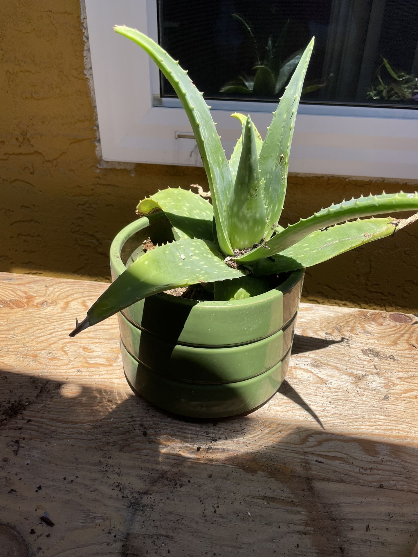 BEAUTIFUL ALOE VERA $15