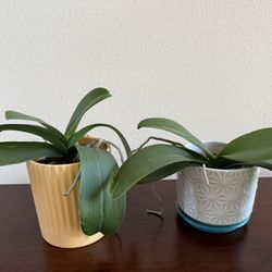 Live Orchid Plants In Ceramic Pot
