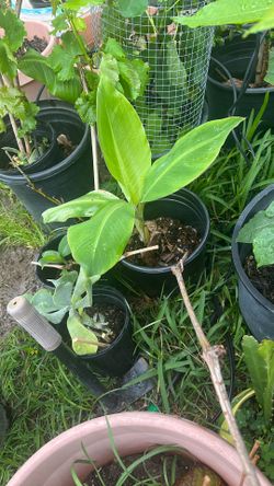 Baby Banana Tree