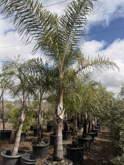 Queen Palm 