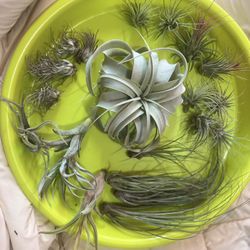 Air Plants! 