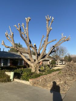 Tree Pruning 
