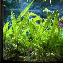 Live Large Java Fern Aquarium Plants 