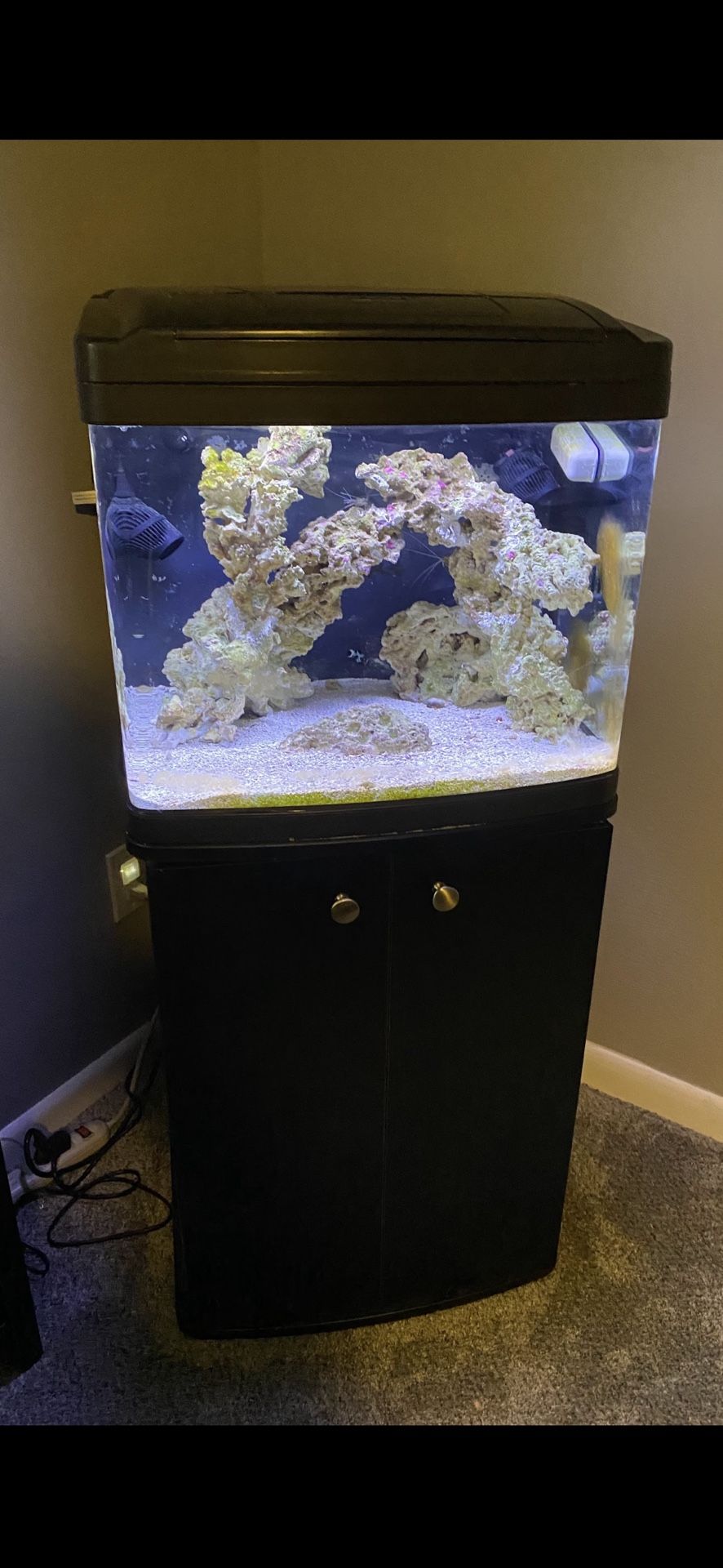 32 Gallon Biocube Saltwater Aquarium
