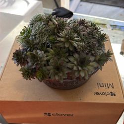 Succulent Arrangement 