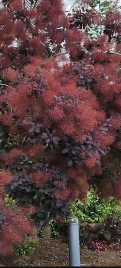 Smoke Tree Starts