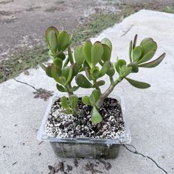 Jade Plants