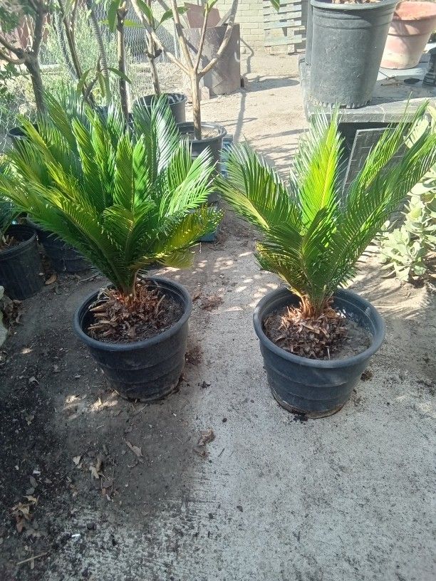 Sego Palms 20 Each Or The Two For 30