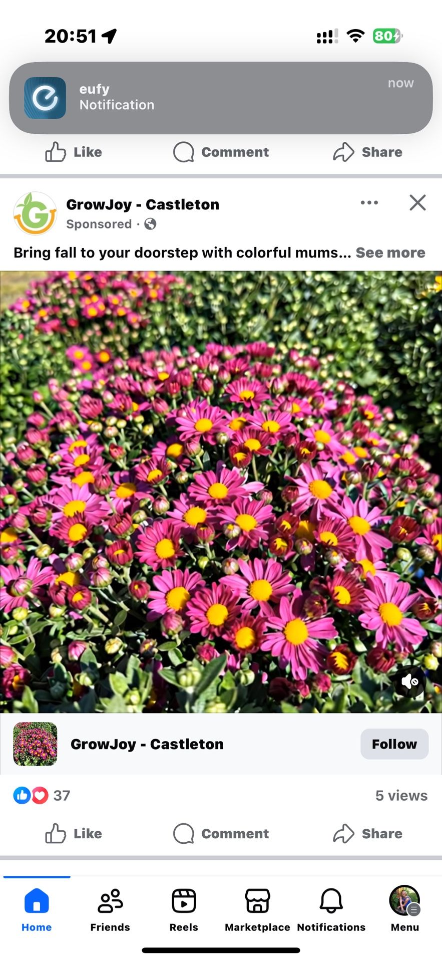 Mum Plant