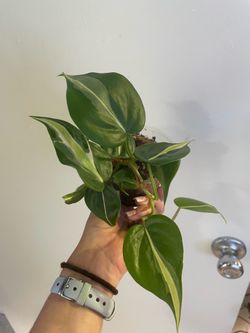 Philodendron silver stripe