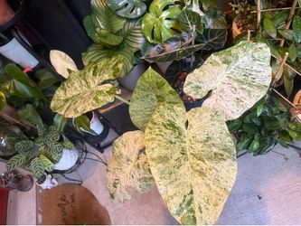 Elephant Ear Alocasia odora 'Batik