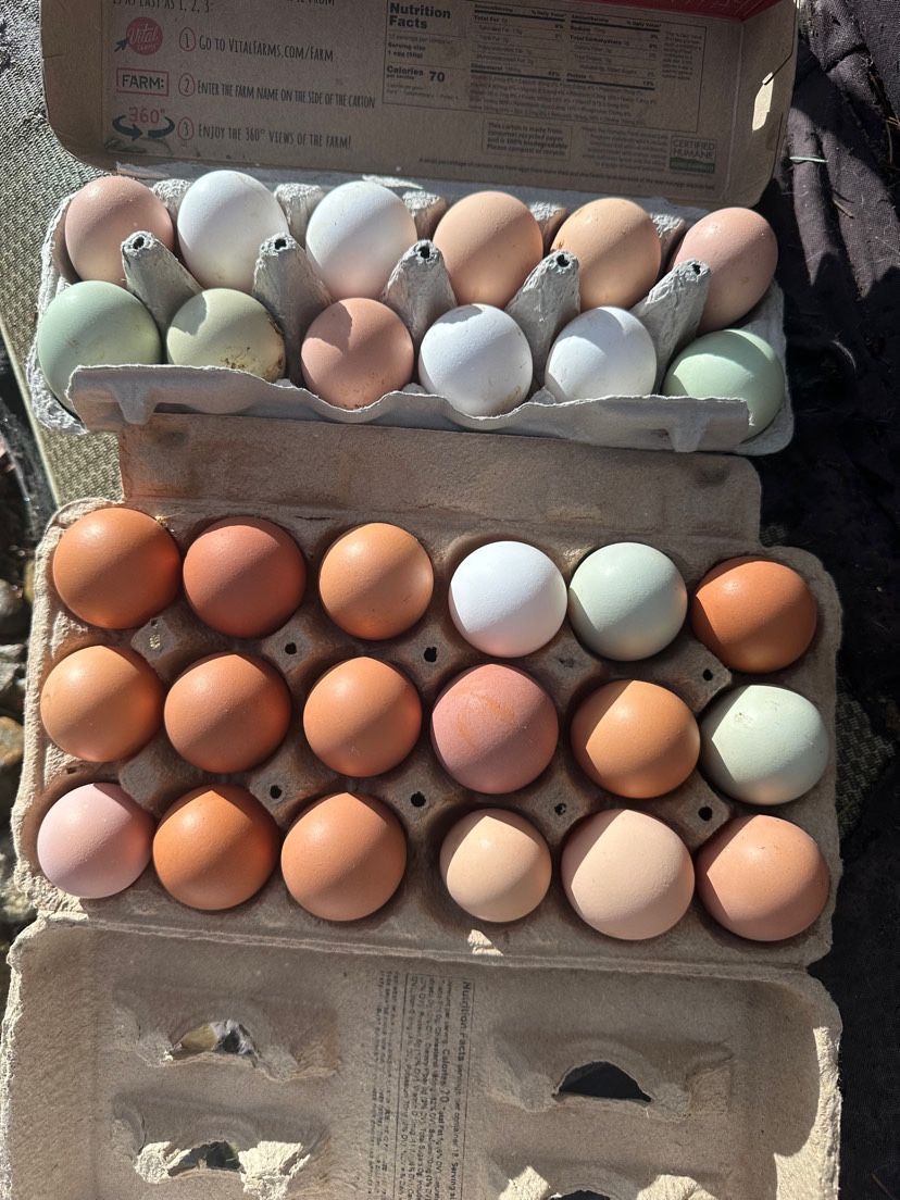 Pasture Raised eggs