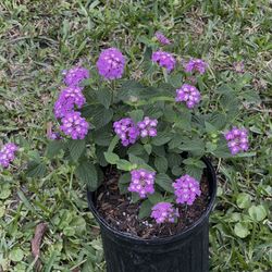LANTANA FLOWER (1 Gallon Pot) 