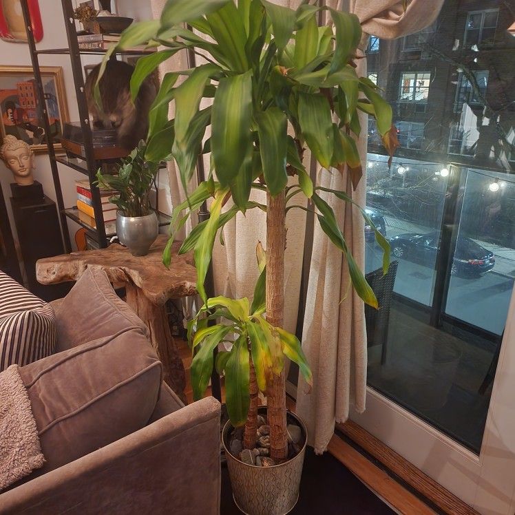 Corn Plant- Dracaena Fragrans