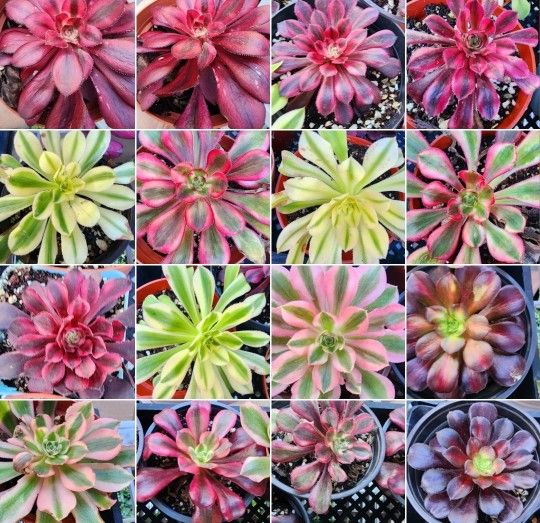 Aeonium Red Witch Korean Imported Succulent Plant, In 4 Inch Pot Pick Up  Only