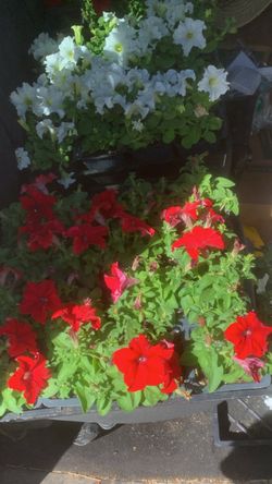 Healthy white and dark red petunia flowers -Professional landscape services provided for additional cost!!