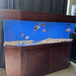 Fish Tank Aquarium 125 Gallon Acrylic 