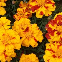 Organic Old Sparky Marigold Flower Seeds! 2025 SEASON EARLY RELEASE! 