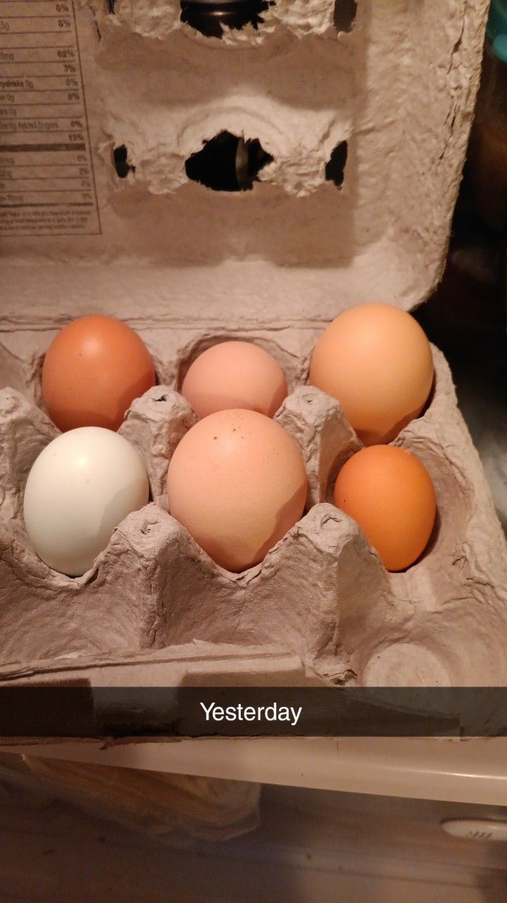Fresh Eggs
